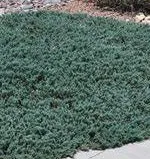 Arbusti rasinosi JUNIPERUS WILTONII ghiveci 3 litri, 20-30 cm