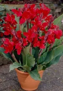 Flori de gradina Canna indica  Cherry Red ghiveci 3l