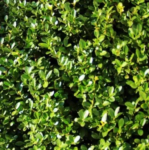 Arbust frunze persistente Ilex crenata Green Hedge, caseta 60x30c30cm
