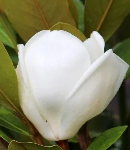 Magnolia Grandiflora Gallissoniensis Francois Treyve 150-175 cm