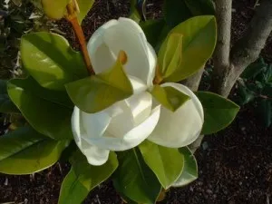 Magnolia parfumata de vara cu inflorire abundenta  MAGNOLIA GRANDIFLORA GALLISSONIENSIS Praecox 14/16 clt 90