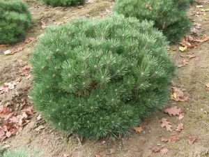 Arbusti rasinosi PINUS NIGRA BAMBINO ghiveci 15 litri  diam = 50-60 cm