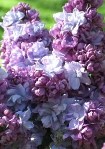 Liliac mov parfumat cu flori batute SYRINGA VULGARIS Khaterine Havemeyer ghiveci 25 litri, h=100-125 cm