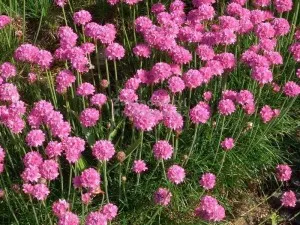 Flori de gradina perene Armeria maritima Spendens, culoare roz ghiv de 12 cm