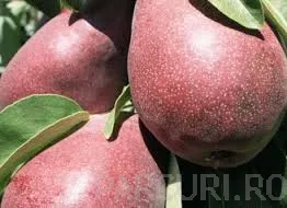 Peri soiul Clapp Rosu, pomi puieti fructiferi altoiti la ghiveci, an 3-4