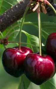 Pomi fructiferi Ciresi soiul `Summit` Puieti fructiferi altoiti, cu radacina ambalata. Poza 13903