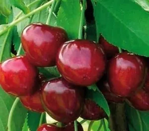 Pomi fructiferi Cires soiul Rita Puieti fructiferi altoiti, la ghiveci, an 3-4