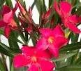Plante de balcon NERIUM OLEANDER CICLAMINO  leandru roz -ciclam  ghiveci 10 litri h=60-80
