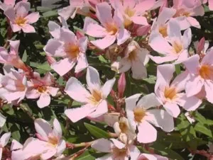 Plante de balcon NERIUM OLEANDER ALBBICOCA SEMPLICE (leandru roz flori abundente) ghiveci 18 litri h=80-100 cm, ramificat
