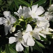 Plante de balcon NERIUM OLEANDER 1/2 tip pom 6/8 circumferinta trunchi   (leandru alb) ghiveci 15  litri h=120-140 cm