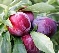 Pomi fructiferi pruni soiul Sermina la ghiveci