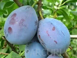 Pomi fructiferi Pruni soiul Cacanska Lepotica, la ghiveci, an 3-4