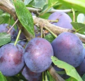 Pomi fructiferi Pruni soiul Cacanska Rana la ghiveci, an 3-4