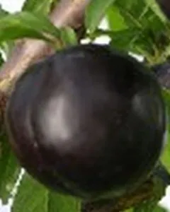 Fructiferi Pruni soiul Black Amber la ghiveci, an 3-4