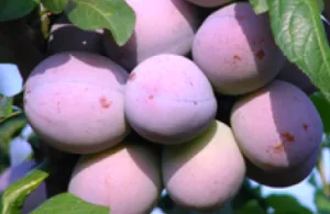 Pomi fructiferi Pruni soiul Andreea la ghiveci, an 3-4