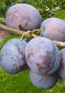 Pomi fructiferi Pruni soiul Bluefree la ghiveci, an 3-4