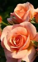 Trandafiri de gradina soiul Bettrose Aprikola-KORDES, ghiveci 3l
