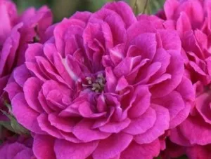 Trandafiri de gradina la ghiveci Purple Rain - Kordes