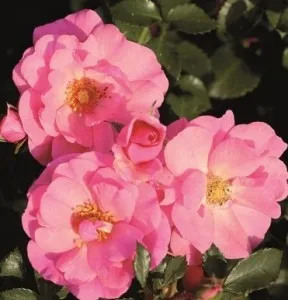 Trandafiri de gradina Mirato AKA  Chatsworth - Rosen Tantau, C3l