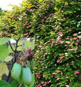 Arbusti fructiferi kiwi  Actinidia kolomikta Dr Shimanowsky, ghiveci 3l