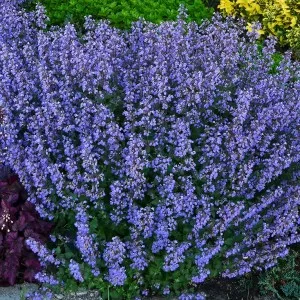 Flori de gradina perene Nepeta x faassenii Purrsian Blue - iarba pisicii, ghiveci 11cm