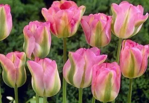Lalele GROENLAND 5 bulbi la ghiveci de 17 cm diametru, flori de culoare roz cu nervura verde