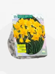 Narcise Carlton 5 bulbi/ghiveci, diametru 17 cm, culoare galbena