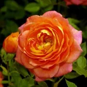 Trandafiri de gradina parfumati  Briosa  Sunflor la ghiveci de 3 litri