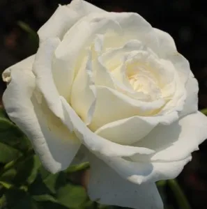 Trandafiri de gradina in ghiveci de 3 litri Pape Jean Paul II - Sunflor
