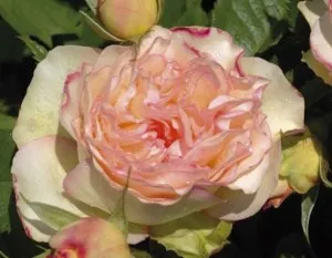 Trandafiri de gradina in ghivece de 3 litri Parfume Kisses - Sunflor