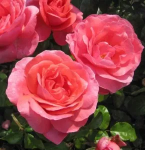 Trandafiri de gradina cu ghiveci de 3 litri soiul Special Anniversary  - Sunflor