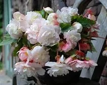 Bulbi flori primavara Begonia odorata Angelique 2 bulbi/pachet