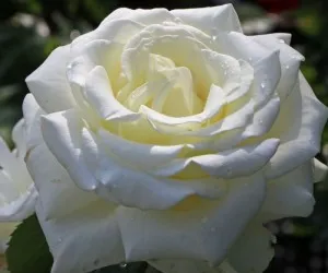 Trandafiri de colectie parfumati  Memoire Kordes la ghiveci de 3 litri