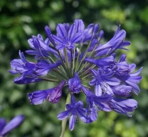 Flori perene, Agapanthus Brilliant Blue Clt 3. Poza 15272