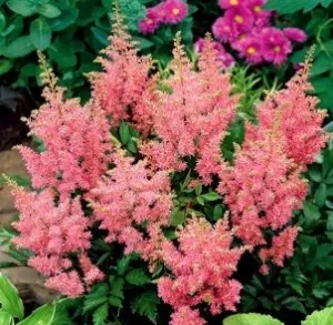 Flori de gradina perene Astilbe x arendsii Amerika, culoare roz, 1 bucata/pachet. Poza 16147