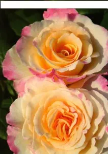 Trandafiri de gradina cu radacina Aquarell AKA Perfect Harmony ROSEN TANTAU cu ghiveci de 3 litri