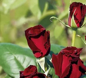 Trandafiri de gradina cu radacina Barkarole  ROSEN TANTAU cu ghiveci de 3 litri