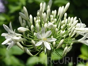Agapanthus white,  flori albe, crin african, 1 bucata/pachet