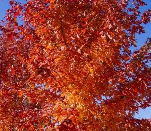Arbori foiosi Acer freemannii Autumn Blaze h 80-100 cm ghiveci 3l