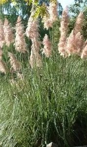 Ierburi graminee Cortaderia selloana Rosea (iarba de pampas) in ghiveci de 2l