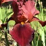 Flori perene Iris Quechee, ghiveci 2l