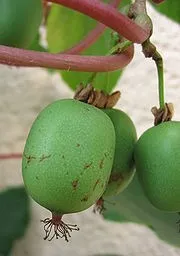 Arbusti fructiferi kiwi Actinidia arguta, ghiveci 1l, h=20 cm