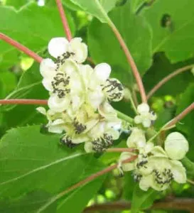 Arbusti fructiferi kiwi Actinidia soiul Weiki la ghiveci 2l, h=20 cm