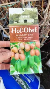 Arbusti fructiferi kiwi Actinidia Duo, ghiveci 5l