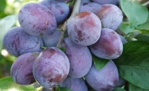 Fructiferi Pruni soiul Katinka Puieti pomi altoiti, in ghiveci, an 3-4