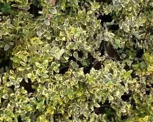 Arbust frunze persistente EUONYMUS fortunei Emerald Gold,  ghiveci 14 cm, h= 10-20cm