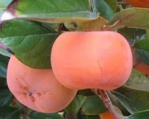 Pomi fructiferi exotici, Kaki Fuyu, curmal japonez, la ghiveci 0,60-0,80 1/2 F