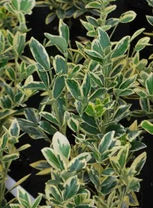 Arbust frunze persistente EUONYMUS JAPONICUS BRAVO, in forma de con, 80-100 cm