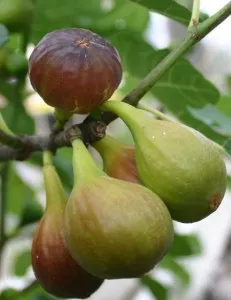 Arbusti fructiferi Smochin, Ficus Carica soiul Goutte dOre la ghiveci 06/08 cm circumferinta trunchi, 1/2 F, pe rod