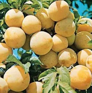 Pomi fructiferi, pruni pe rod soiul Reine Claude dOullins 1/2 F, la ghiveci de 12l, pe rod